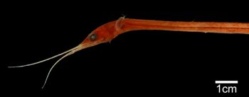 Media type: image; Ichthyology 65664